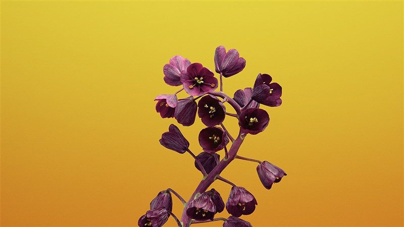 56 flower illustration art wallpaper