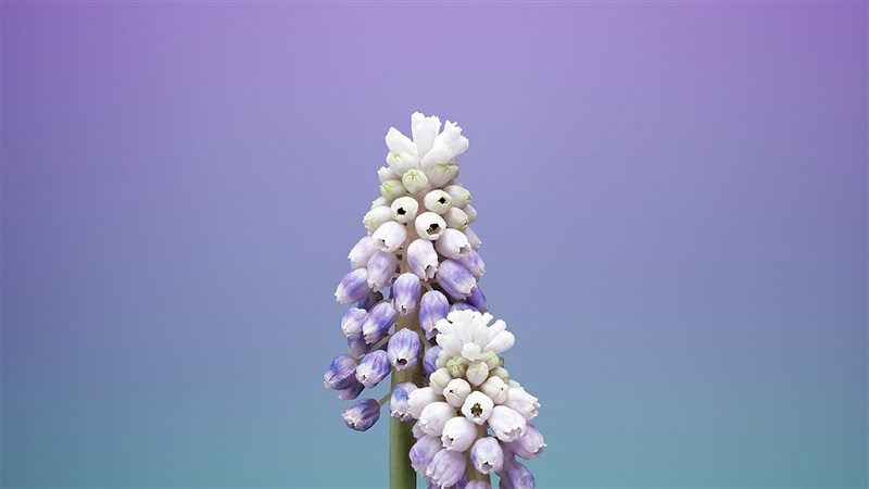 57 illustration art flower wallpaper