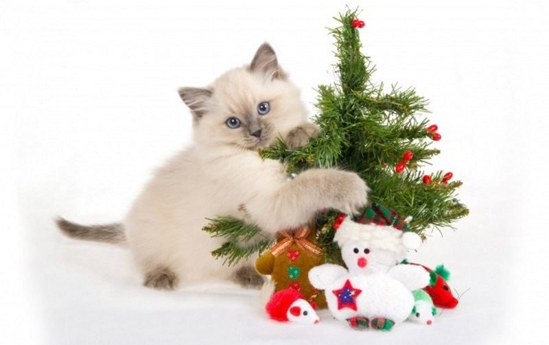 Cute Cat with Christmas Tree