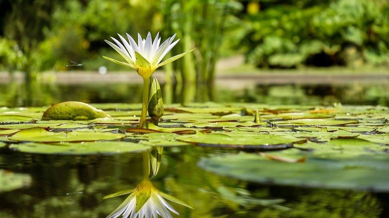 10 Water Lily Flower Flowers Pond Pond Plan