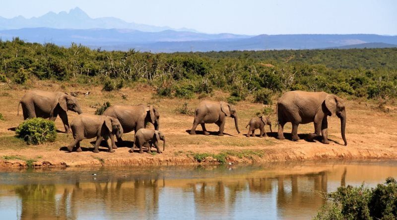11 elephants walking beside body of water during daytime