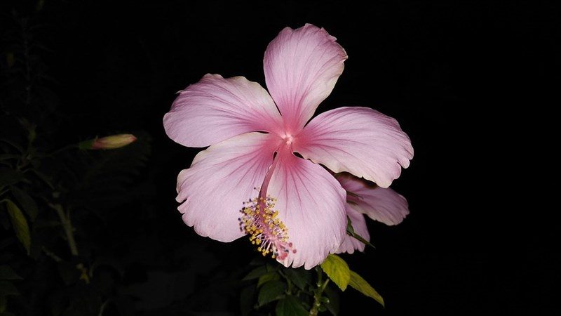12 light pink hibiscus dark view
