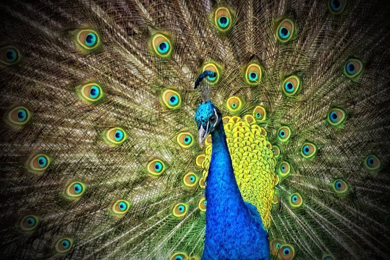 12 peacock animal iridescent