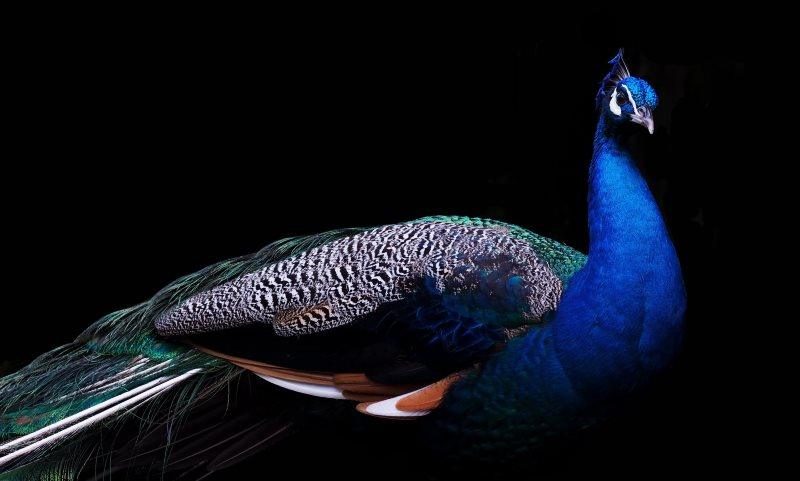 13 peacock