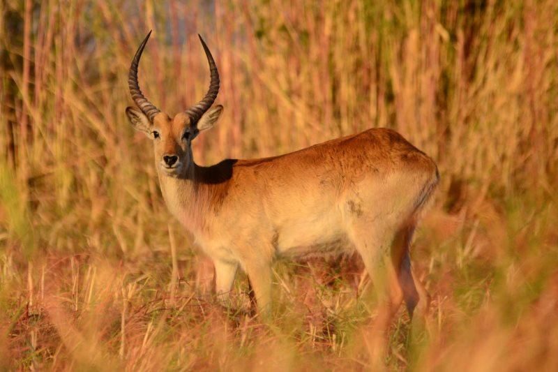 14 animal photography antelope