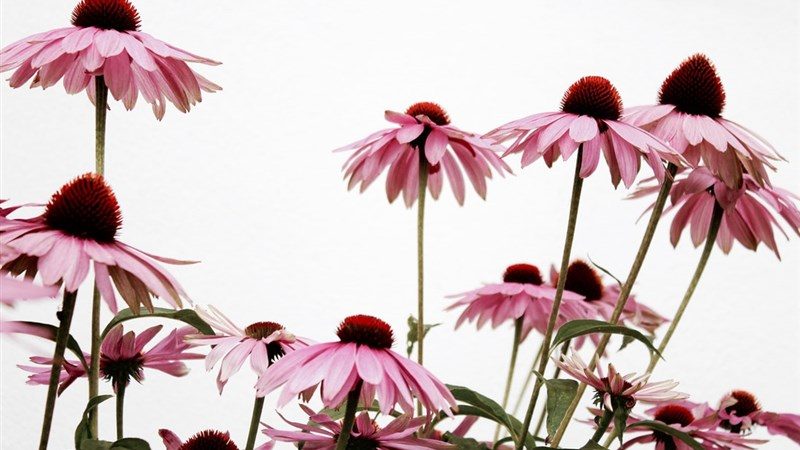 15 Bloom pink flower