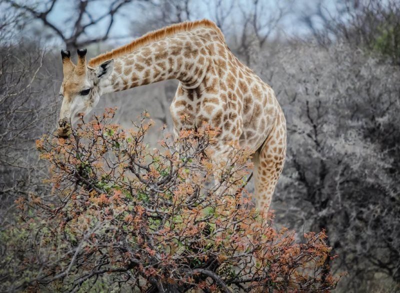 15 giraffe animal wild life