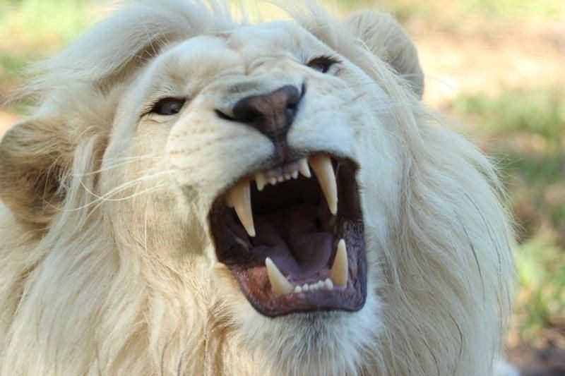 17 white lion close up