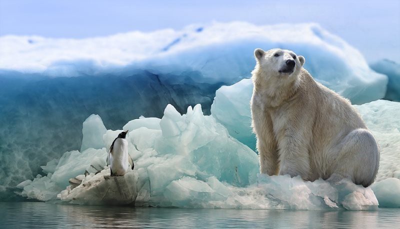 19 polar bear and penguin