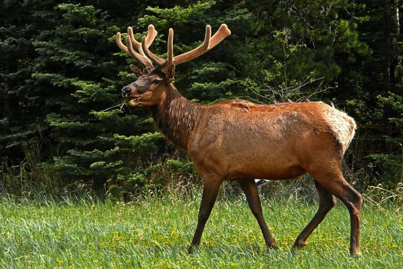 20 nature deer elk canada