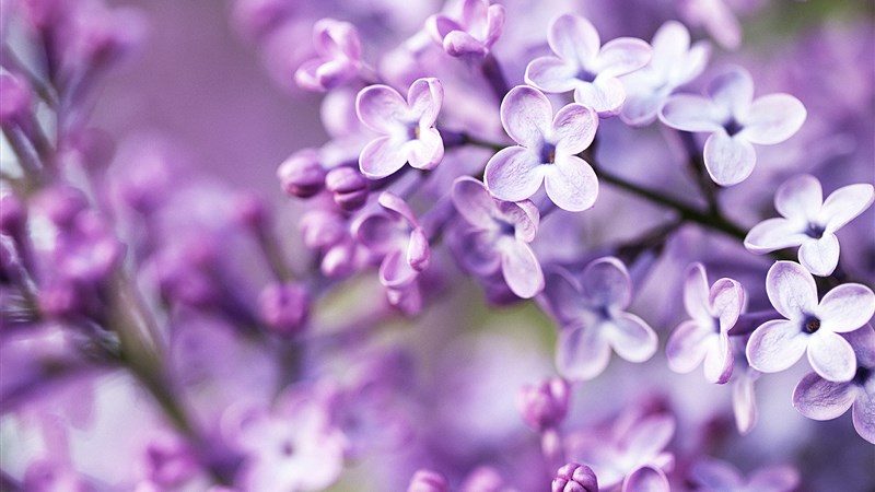 21 spring purple flowers 