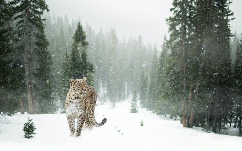 24 leopard snow