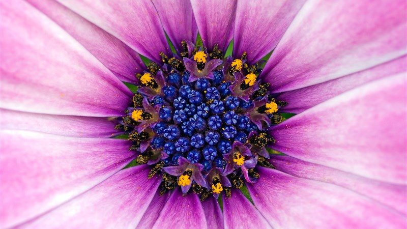 26 amazing purple flower