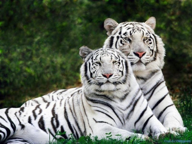 29 white tiger