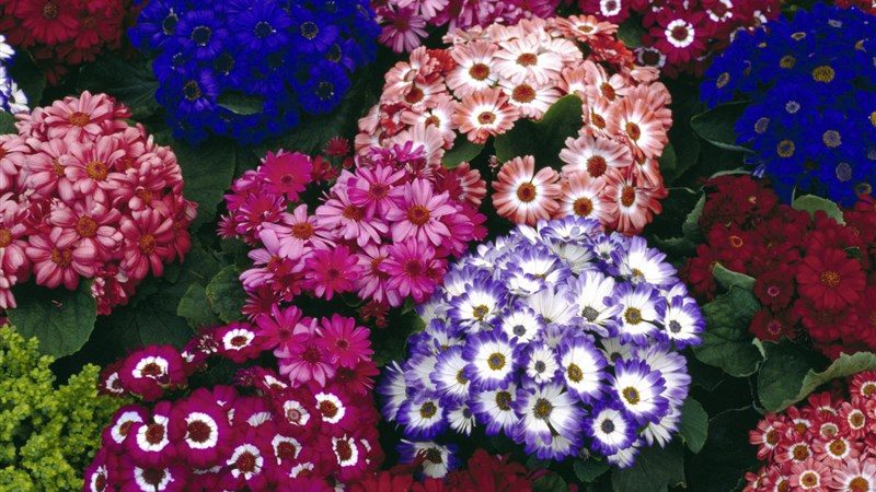 32 colorful cinerarias flower 
