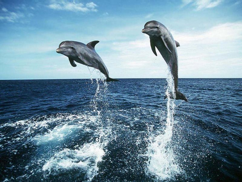 32 dolphin