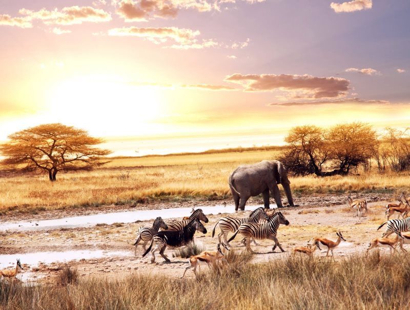 33 animals savannah africa escape danger fear
