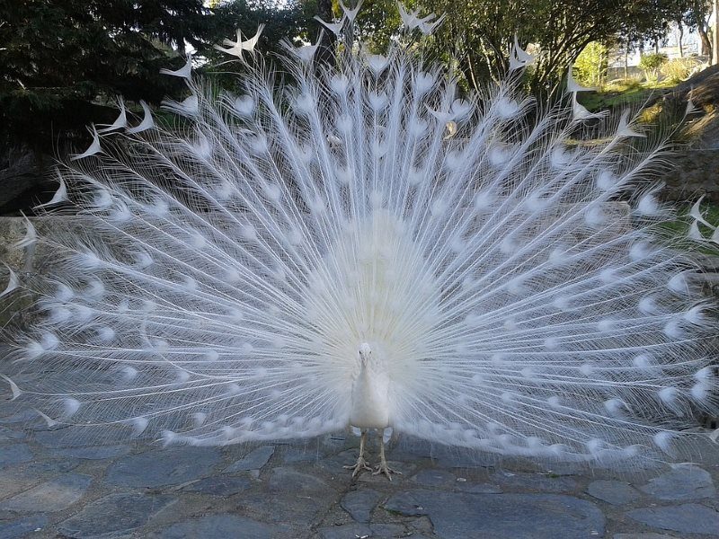 34 peacock white
