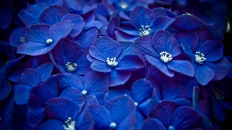 37-flowers-blue-petals