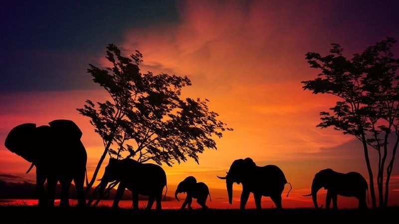 38 elephant africa sunset