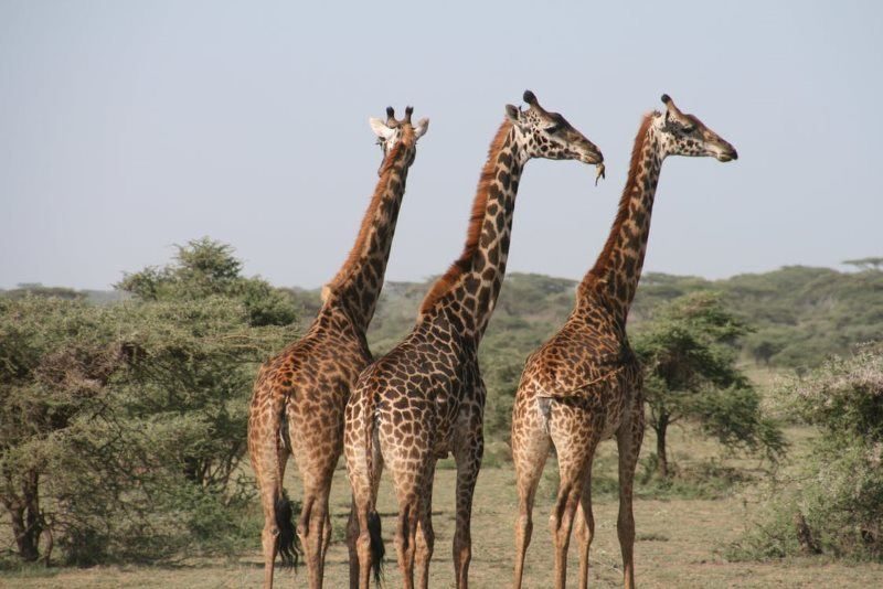 4 africa animal giraffe
