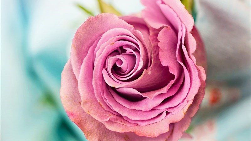 4 rose flower petal love floral 