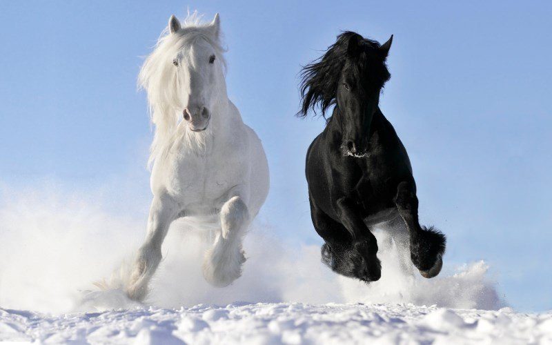 40 white and black horse