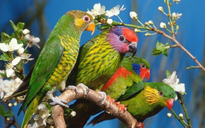 43 parrots