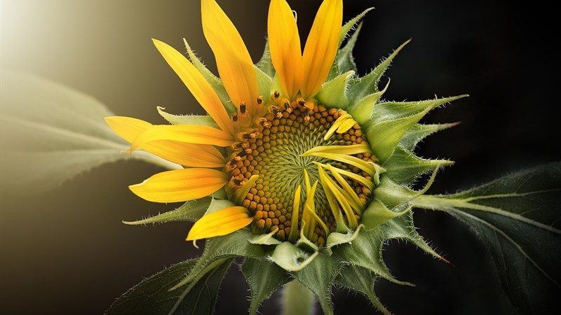 5 nature flora flower leaf sunflower