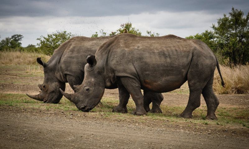 5 two rhino on gray field
