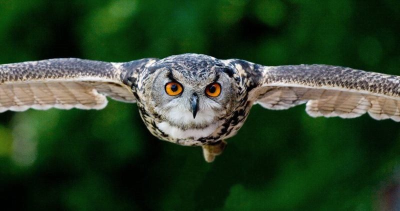 6 owl avian beak