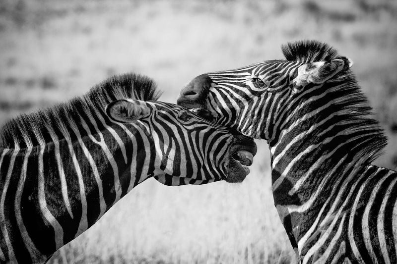 7 zebra wildlife