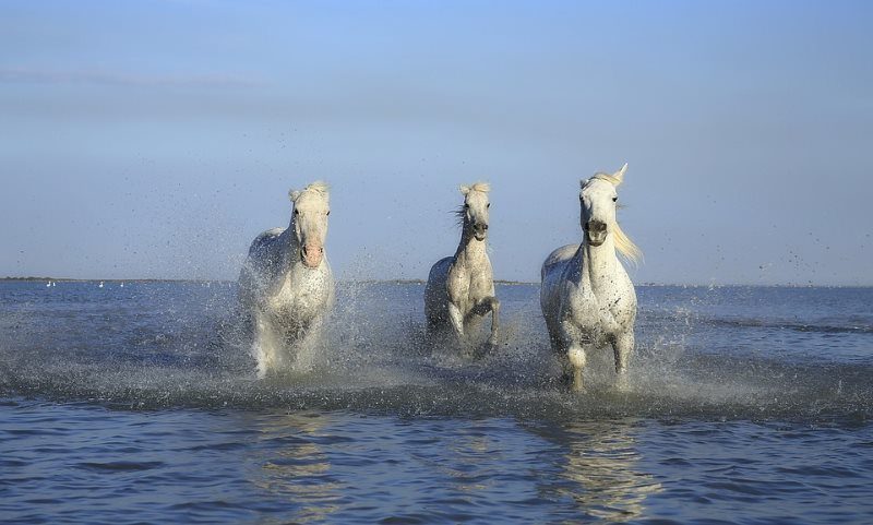 9 white horse in water
