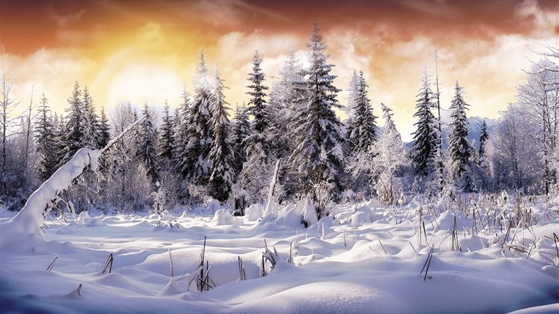 Winter Snow Tree Nature Wallpaper