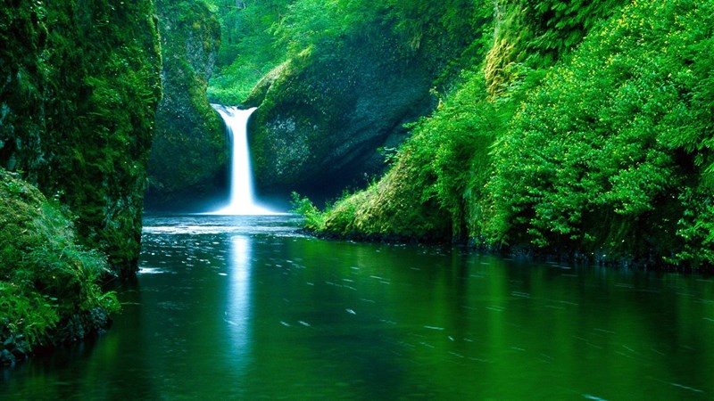 Forest Waterfall View