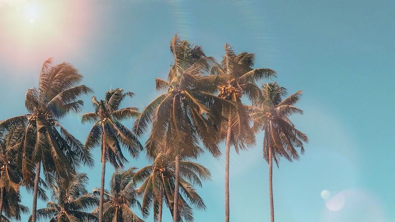 Palm Trees under Blue Cloudy Sky Summer Wallpaper