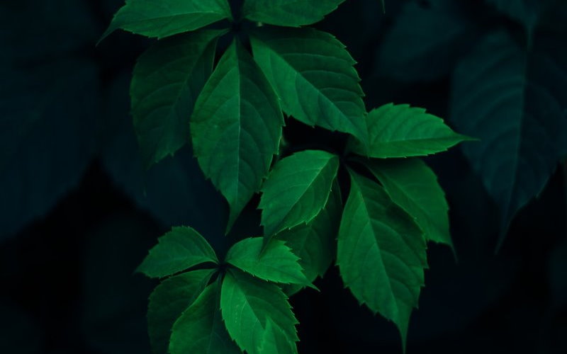 7 closeup photo of green